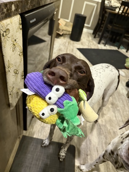 Entry image for Kimber. Clicking this image will show a larger photo