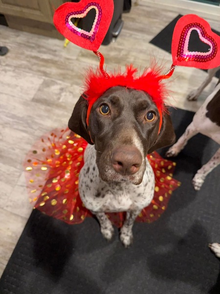 Entry image for Lady Bird. Clicking this image will show a larger photo