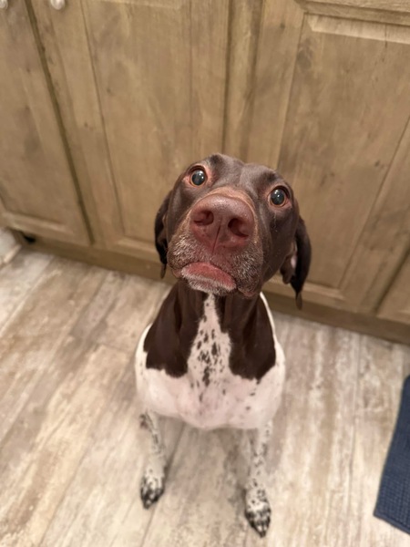 Entry image for Kimber. Clicking this image will show a larger photo