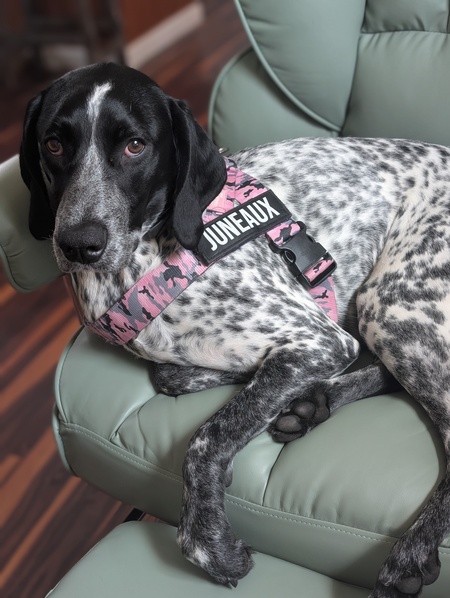 Entry image for Juneaux . Clicking this image will show a larger photo