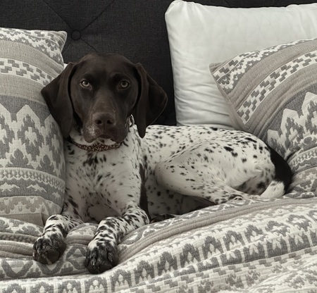 Entry image for Jovi. Clicking this image will show a larger photo