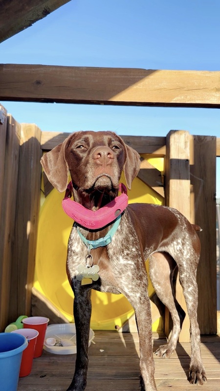 Entry image for Dixie . Clicking this image will show a larger photo