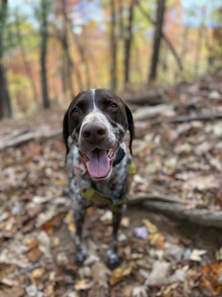 Entry image for Belou “Bubba”. Clicking this image will show a larger photo