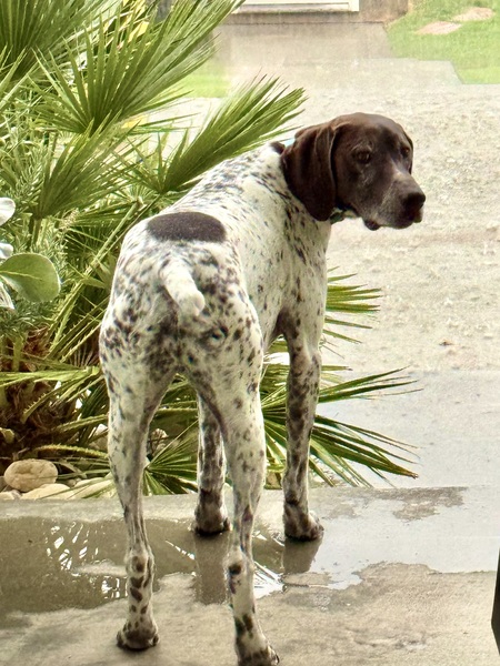 Entry image for GUNNER . Clicking this image will show a larger photo