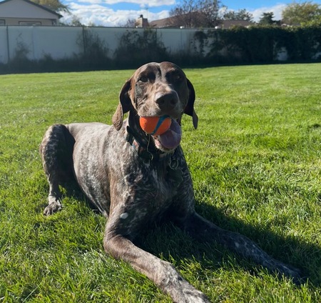 Entry image for Kooper. Clicking this image will show a larger photo