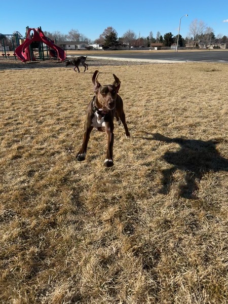 Entry image for Tilly. Clicking this image will show a larger photo