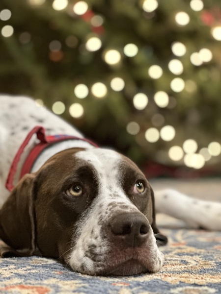 Entry image for Bert. Clicking this image will show a larger photo