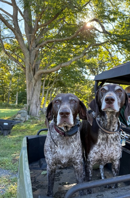 Entry image for Buzz and Hank . Clicking this image will show a larger photo