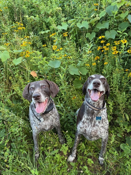 Entry image for Buzz and Hank in the garden. Clicking this image will show a larger photo
