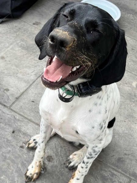 Entry image for Archibald . Clicking this image will show a larger photo