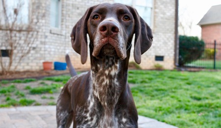 Entry image for Ranger. Clicking this image will show a larger photo