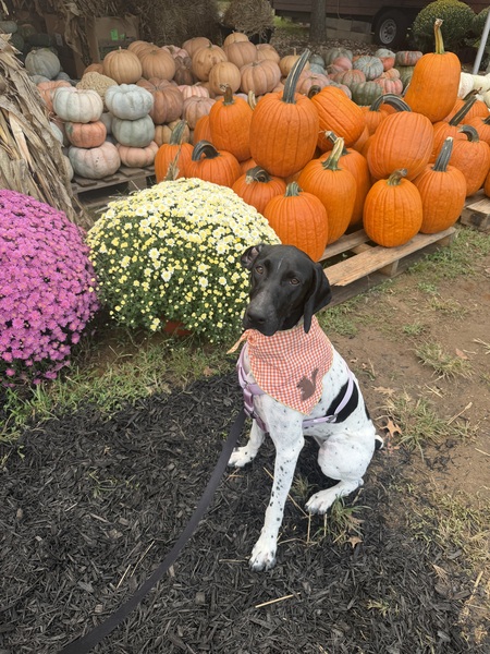 Entry image for Remi. Clicking this image will show a larger photo