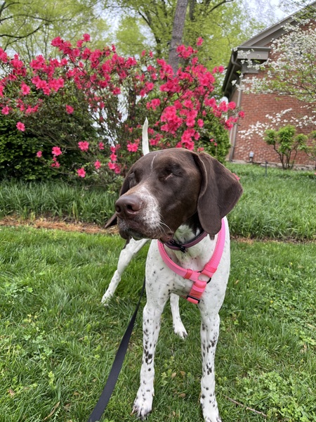 Entry image for Maggie. Clicking this image will show a larger photo