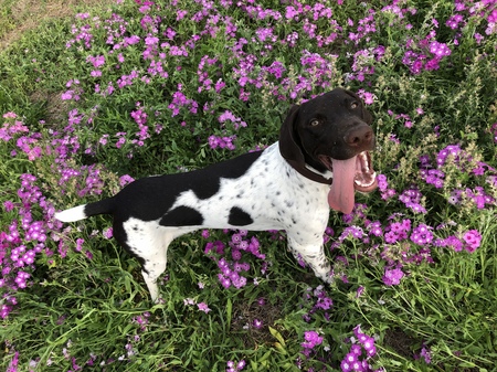 Entry image for Boudreaux. Clicking this image will show a larger photo