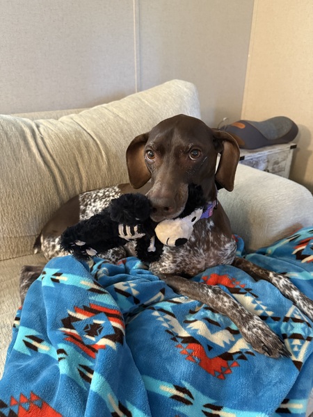 Entry image for Bailey. Clicking this image will show a larger photo