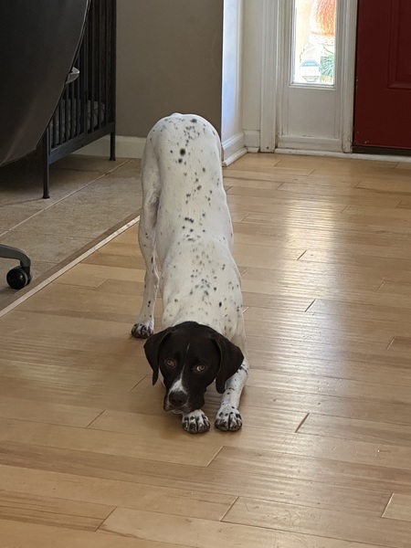 Entry image for Chief. Clicking this image will show a larger photo