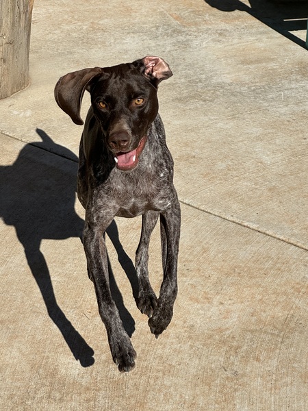 Entry image for Daisy. Clicking this image will show a larger photo