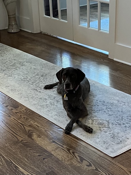 Entry image for Cindy Lou. Clicking this image will show a larger photo