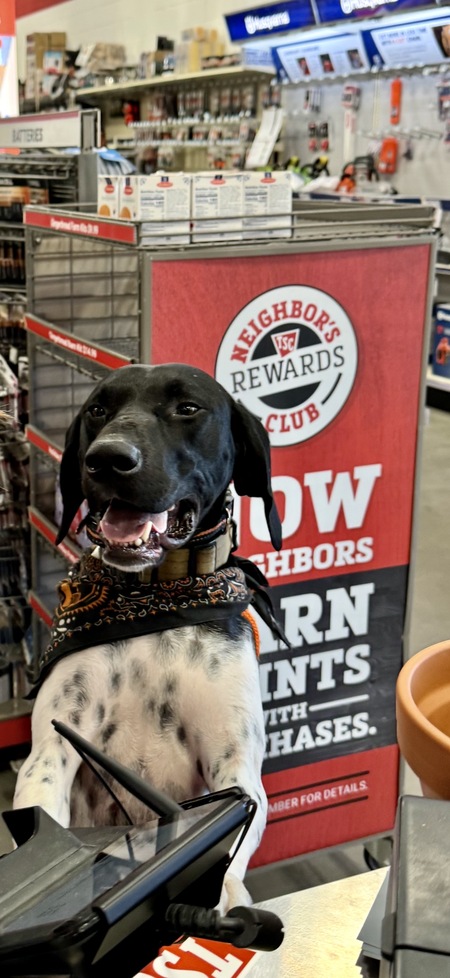 Entry image for Goose. Clicking this image will show a larger photo