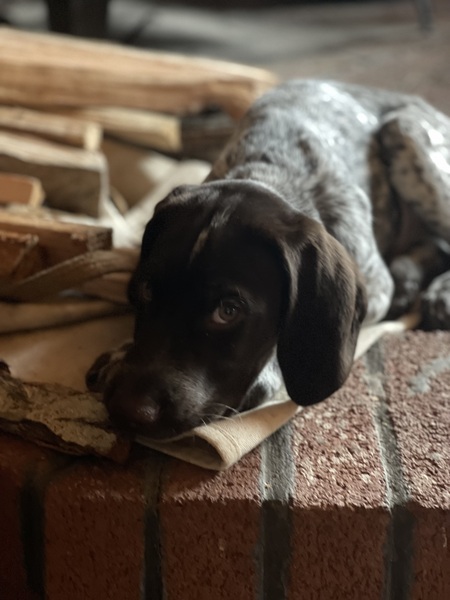 Entry image for Boone. Clicking this image will show a larger photo