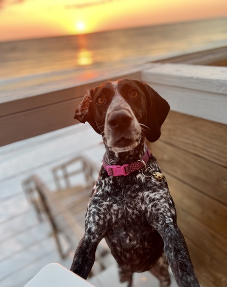 Entry image for Ellie Mae . Clicking this image will show a larger photo