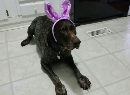 Entry image for Calie. Clicking this image will show a larger photo