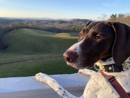 Entry image for Willa. Clicking this image will show a larger photo