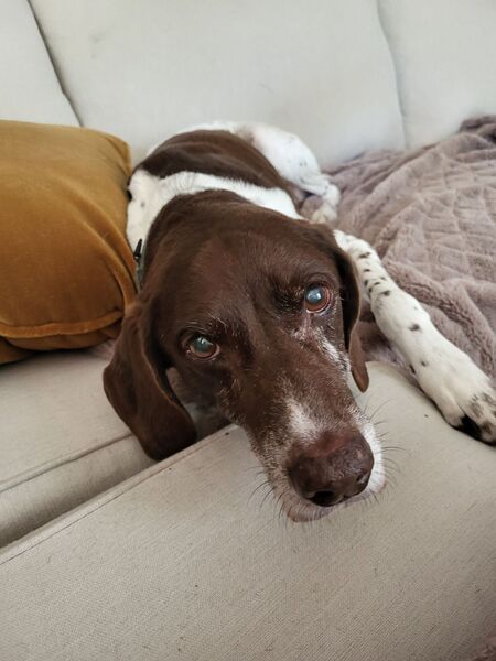 Entry image for Ranger. Clicking this image will show a larger photo