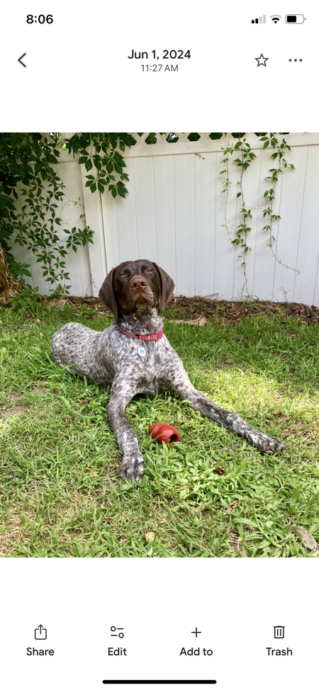 Entry image for Daisy. Clicking this image will show a larger photo