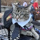 Entry image for Phoebe Potter