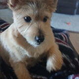 Entry image for Lynzie