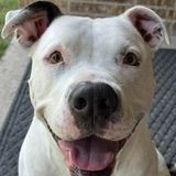 Entry image for Gunner