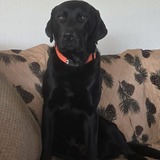 Entry image for Bodie