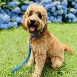 Entry image for Louie