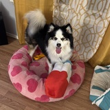 Entry image for Peppy