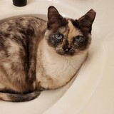 Entry image for Jasmine