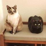 Entry image for Jasmine and Daisy