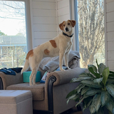 Entry image for Rosie