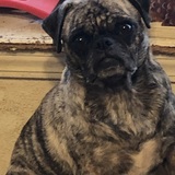 Entry image for Layla