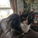 Entry image for Fancy