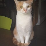 Entry image for Wailin'