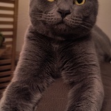 Entry image for Feisty