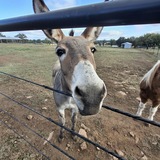 Entry image for Penny