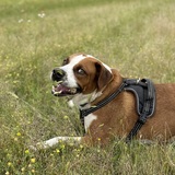 Entry image for Simba