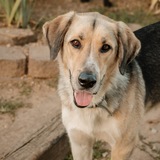 Entry image for Curtis