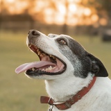 Entry image for Parker