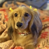 Entry image for Biscotti 