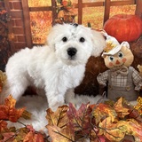 Entry image for Sophie