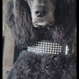 Entry image for Gayle