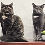 Entry image for Queen Sheeboo and King Smokey